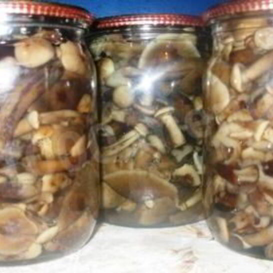Рецепт маринованные опята на зиму