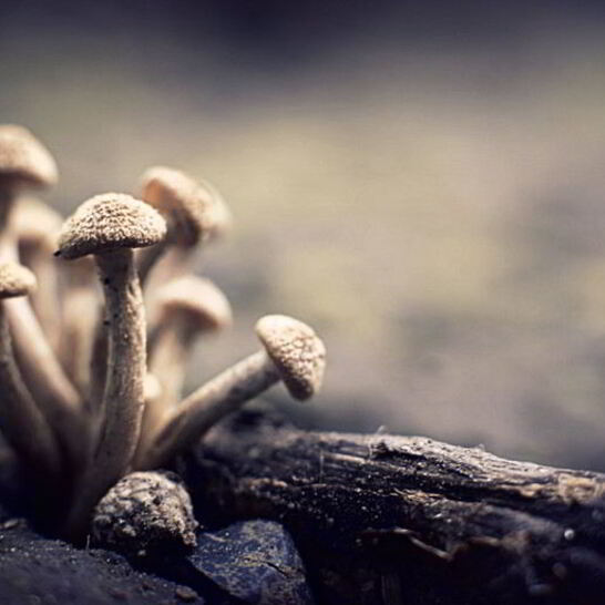 Рецепт маринованные опята