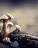 Маринованные опята