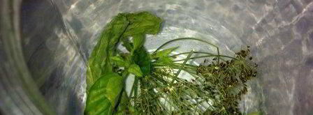 помидоры маринованные с базиликом. Шаг 3