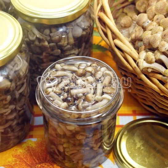 Рецепт опята душистые