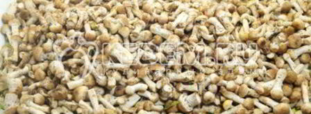 опята душистые. Шаг 3