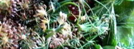 малосольные помидоры с чесноком и зеленью. Шаг 2