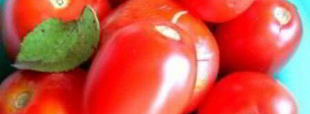 малосольные помидоры с чесноком и зеленью. Шаг 4