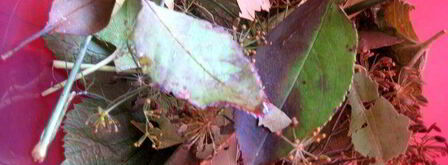 малосольные помидоры суточные. Шаг 3