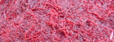 свекольный гравлакс — малосольный лосось. Шаг 4