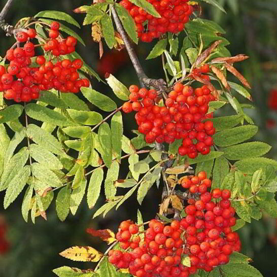 Рецепт варенье из рябины
