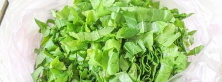 заморозка щавеля на зиму. Шаг 7