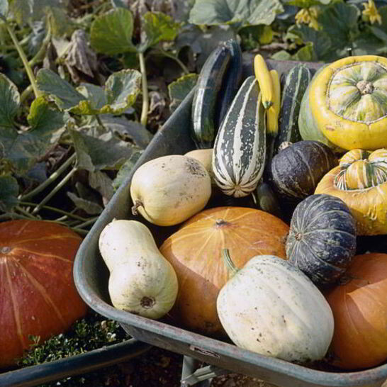 Рецепт вкусная икра из патиссонов