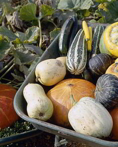 Вкусная икра из патиссонов