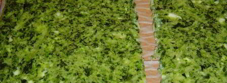 закуска из омлета, сыра и красной рыбы. Шаг 5