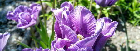 ревеневый тарт с ванильным пудингом и штройзелем. Шаг 10